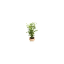 Chamaedorea ou Palmier nain. Le pot Ø 17 cm