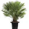 Chamaerops Humilis vert en pot de 35 L