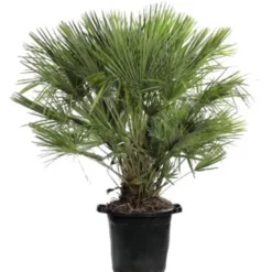 Chamaerops Humilis vert en pot de 35 L