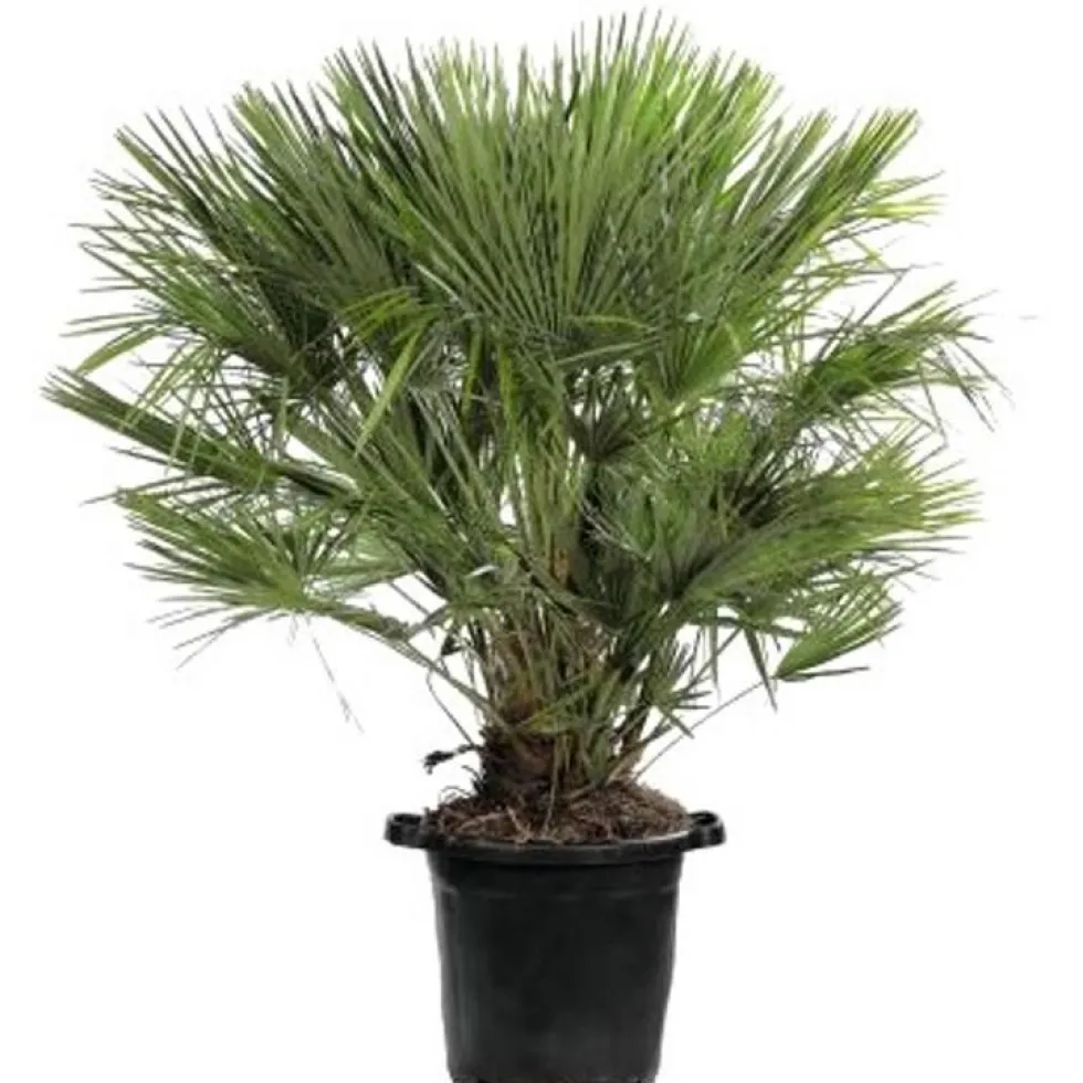 Chamaerops Humilis vert en pot de 35 L