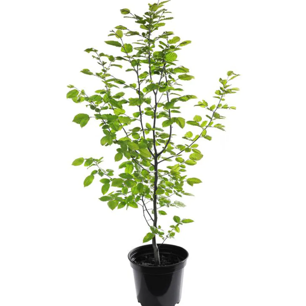 Charme commun (Charmille) vert. Le pot de 7 litres