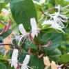Chevrefeuille CHINENSIS. Le pot de 3 litres