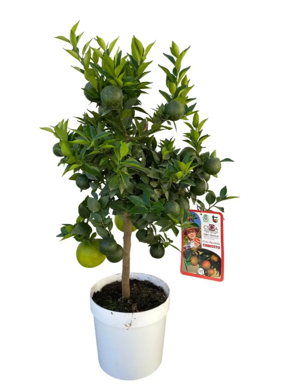 Chinotto coloris orange - 5 L