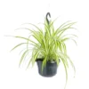 Chlorophytum comosum (phalangère) vert suspension. Le pot Ø 14 cm