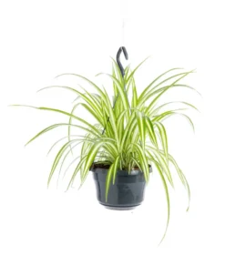 Chlorophytum comosum (phalangère) vert suspension. Le pot Ø 14 cm