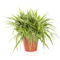 Chlorophytum Océan. Le pot Ø 12 cm