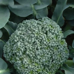 Chou Brocoli A Jets Vert Belstar Bio. La barquette de 3 plants