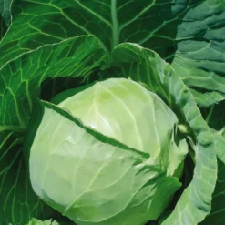 Chou Cabus Rond Castello Bio. La barquette de 3 plants