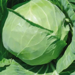Chou Cabus Rond Marche De Copenhague Bio. La barquette de 3 plants
