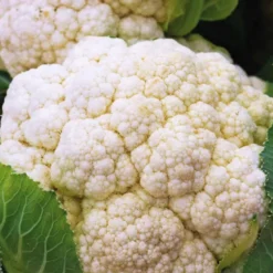 Chou Fleur Skywalker Bio. La barquette de 3 plants
