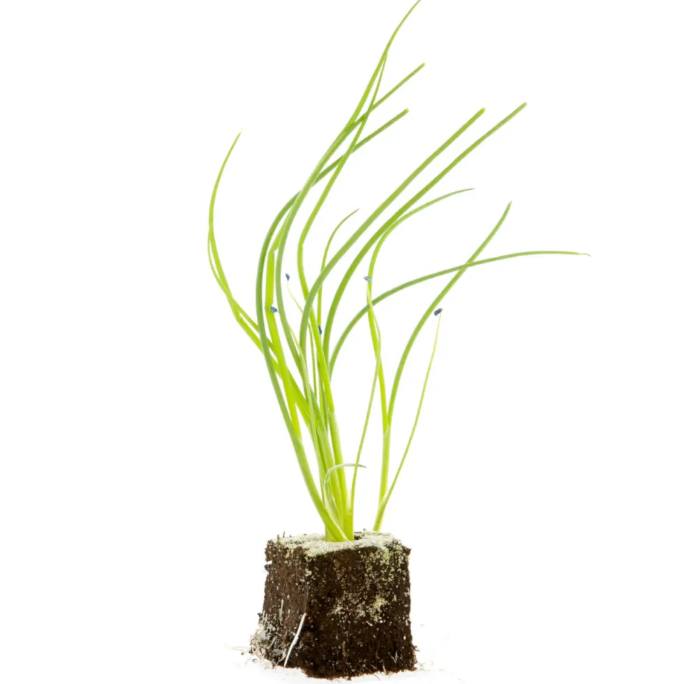 Ciboulette Bio. La motte de 4x4 cm