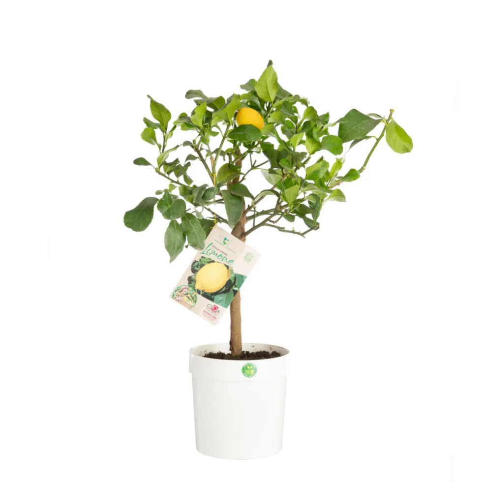 Citronnier carrubaro - en pot de 5 L