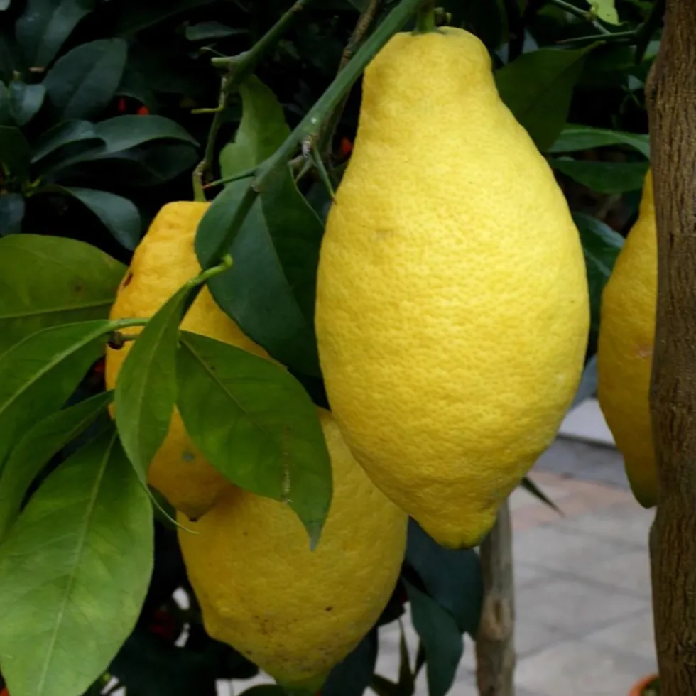 Citronnier coloris jaune - 2,5 L