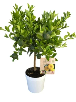Citronnier Lime Pursha 1/4 tige coloris jaune - 5 L