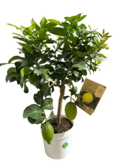 Citronnier Lunario coloris jaune - 5 L