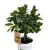 Citronnier Meyer coloris jaune - 5 L