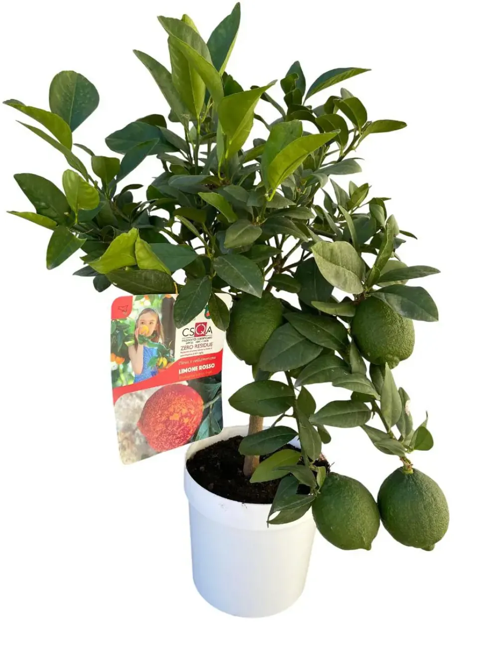 Citronnier rouge coloris jaune - 5 L