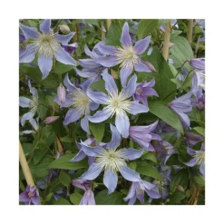CLEMATITE BLUE RIVER. Le pot de 3 litres
