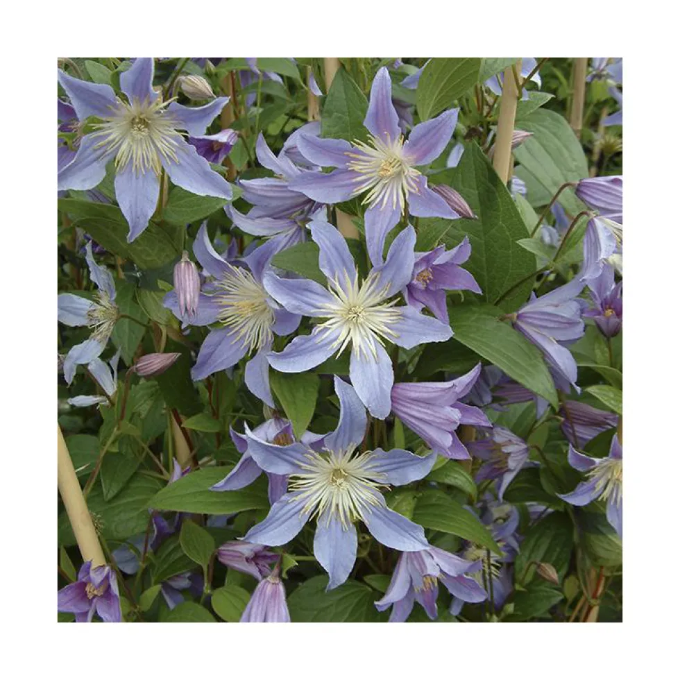 CLEMATITE BLUE RIVER. Le pot de 3 litres