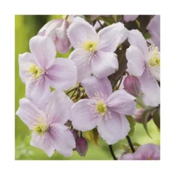 Clematite montana mayleen coloris rose. Le pot de 1,3 litres