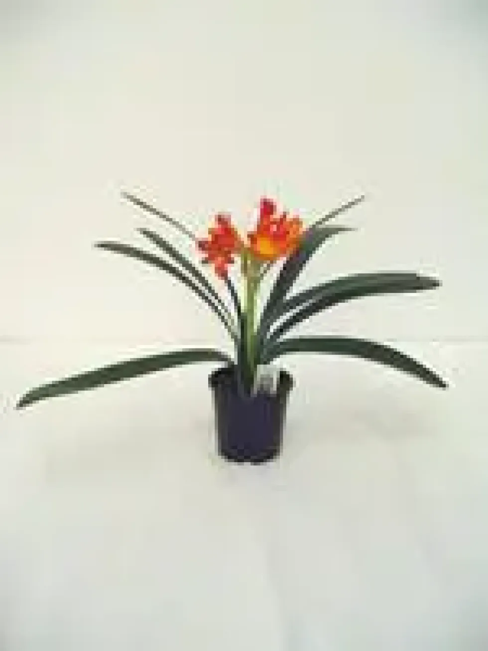 Clivia Miniata Hauteur 40/60 cm - Pot Ø 13 cm