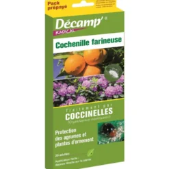 Coccinelles contre la cochenille farineuse Décamp - La boite de 20