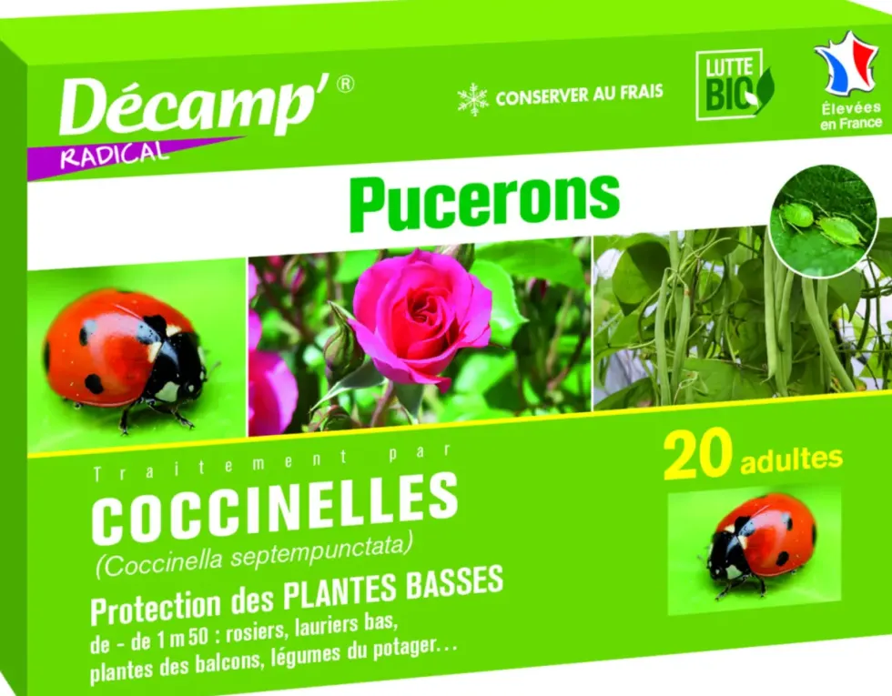 Coccinelles Septempunctata 20 adultes