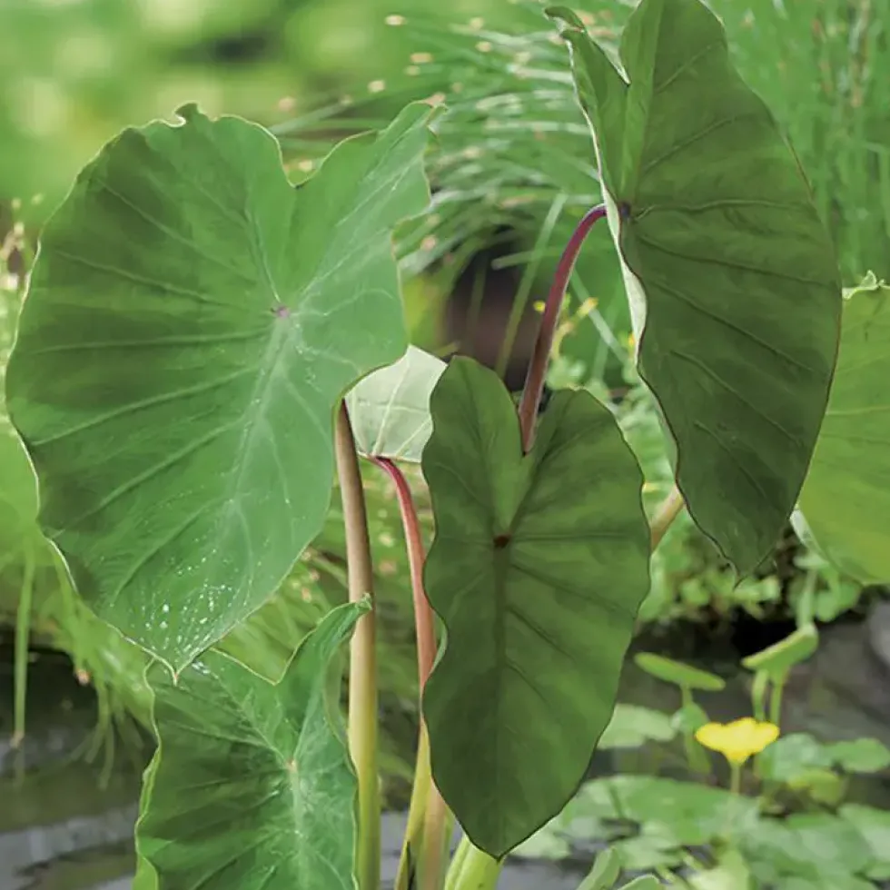 Colocasia pot de 3 litres