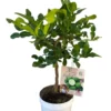 Combava coloris vert - 5 L