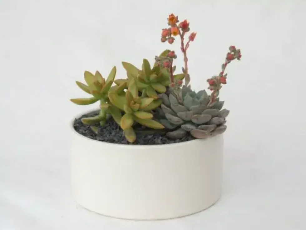 Composition de cactus. La coupe en céramique
