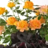 Composition de rosiers miniatures - Le pot de 5 litres