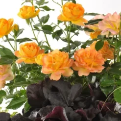 Composition de rosiers miniatures - Le pot de 5 litres