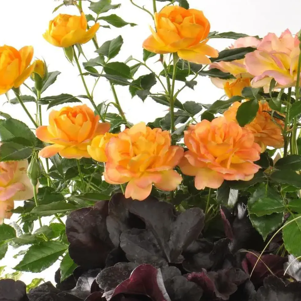 Composition de rosiers miniatures - Le pot de 5 litres
