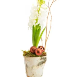 Composition florale jacinthe pot bouleau coloris multicolore