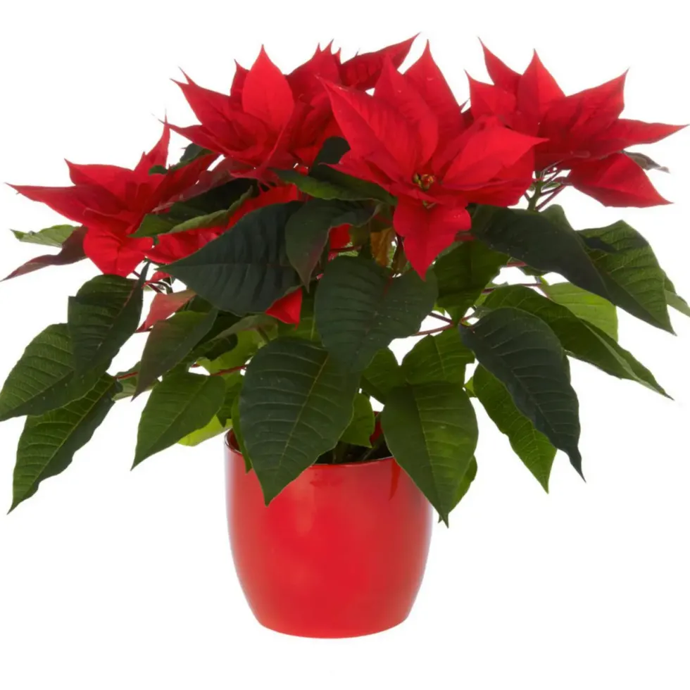 Composition florale poinsettia - Ø 14 cm