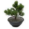 Conifère en coupe Ø 20cm