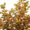 Coprosma - Le pot de 2 litre