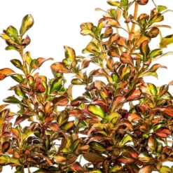 Coprosma - Le pot de 2 litre