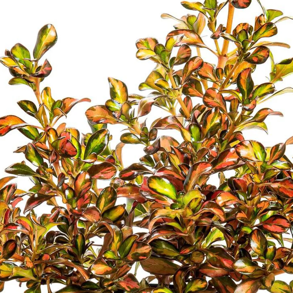 Coprosma - Le pot de 2 litre