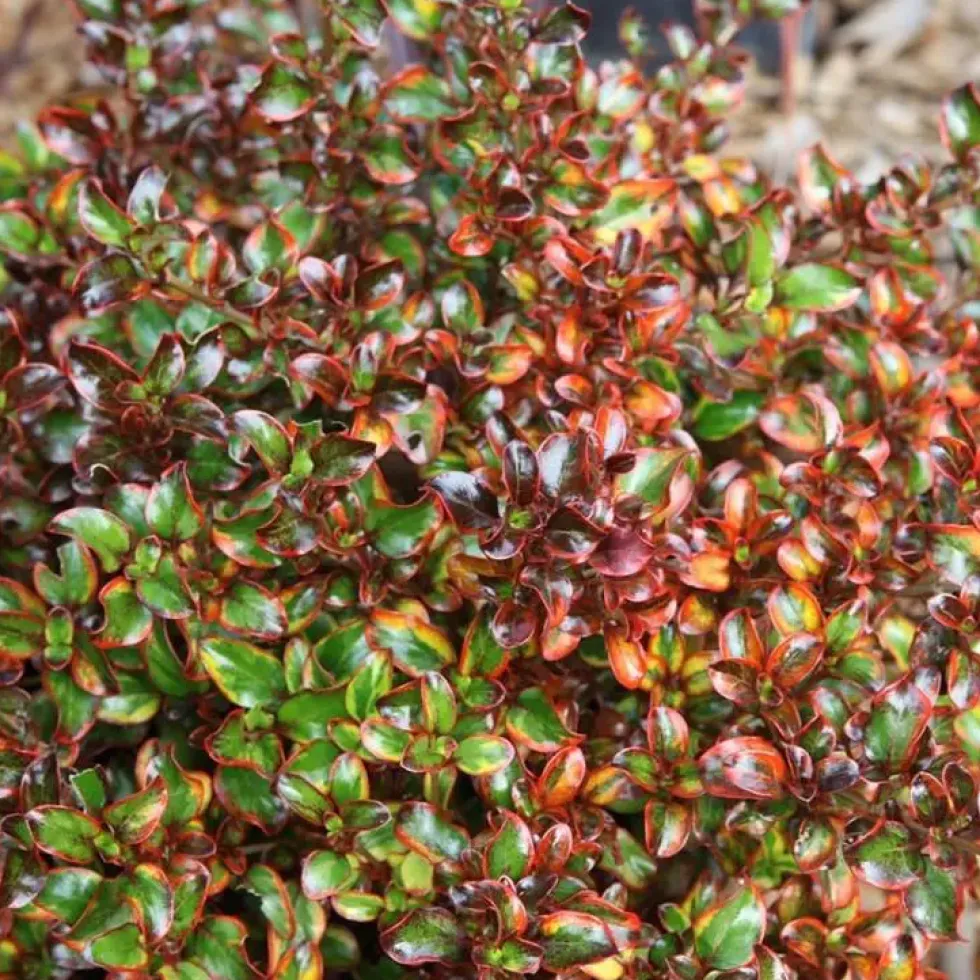 Coprosma Tequila Sunrise. Le pot de 4 litres