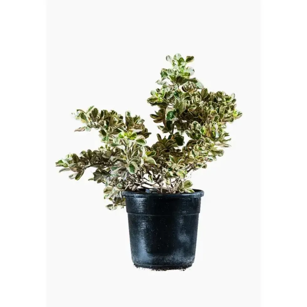 Coprosma Variegata en pot de 2,5 L multicolore