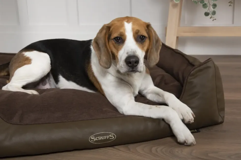 Corbeille à mémoire de forme pour chien et chat Hilton Scruffs – Taille S