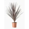 Cordyline Australis (Cordyline australe) en pot de 12 L vert