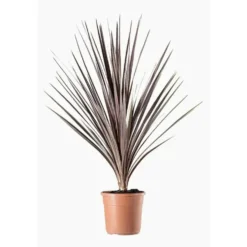 Cordyline Australis (Cordyline australe) en pot de 12 L vert