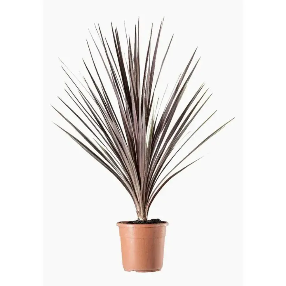 Cordyline Australis (Cordyline australe) en pot de 12 L vert