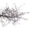 Corokia Cotoneaster Terre Cuite - Le pot de 11 cm