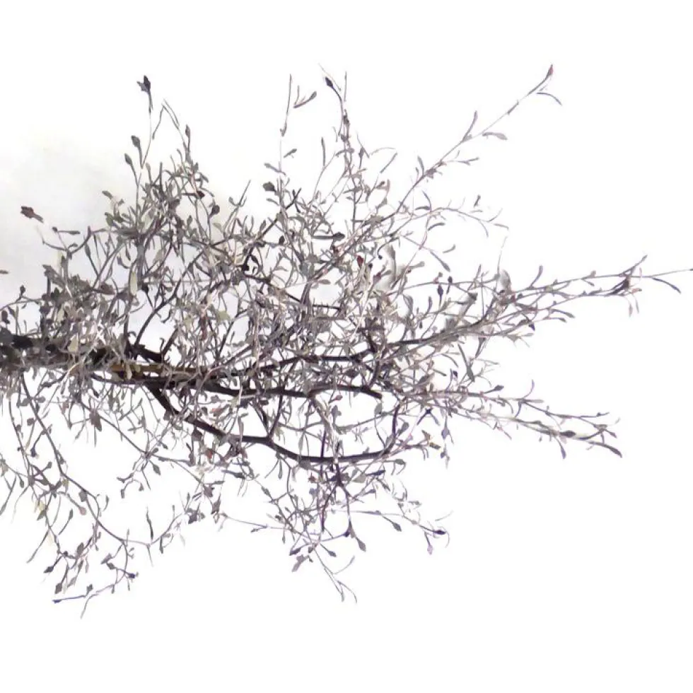 Corokia Cotoneaster Terre Cuite - Le pot de 11 cm