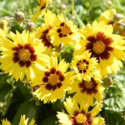 Coréopsis sunkiss jaune en pot de 2 L