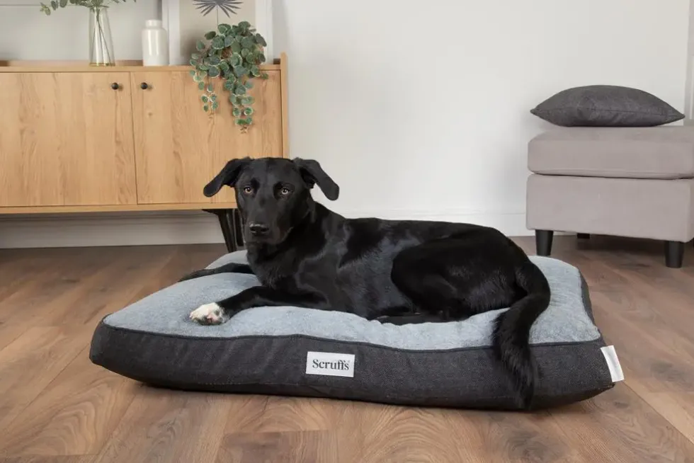 Couchage orthopédique pour chien coloris gris Scruffs Harvard - Taille XXL 140 x 100 x 20 cm