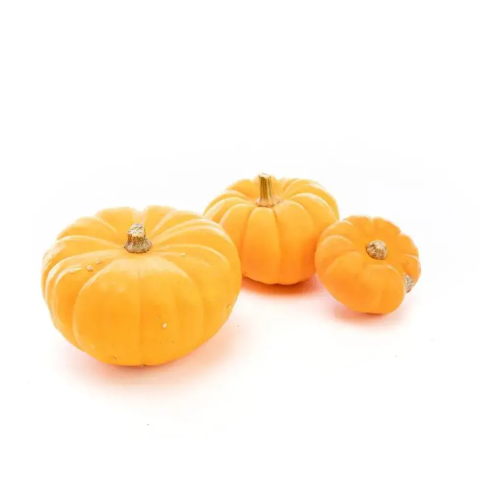 Courge Jack Be Little bio de France - Prix au kg